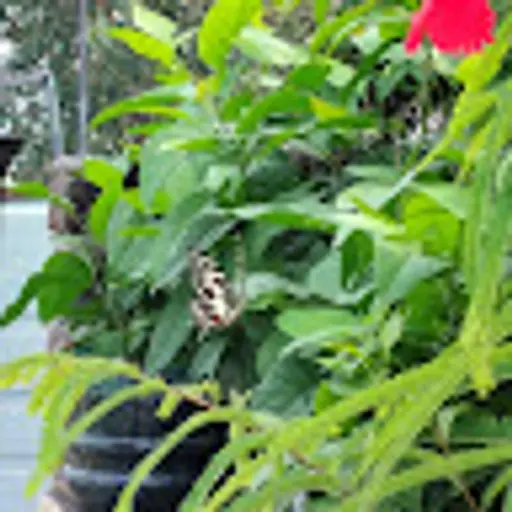 pradeepyad089