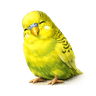 Tired Budgie